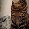 Yumi a rejoint le concours — aidez-le/la à gagner de superbes lots ! bedding, blanket, cat, close_up, cozy, domestic_cat, ears, eyes, feline, fur, indoor, looking_up, muzzle, paws, pet, portrait, sitting, stripes, tabby_cat, whiskers