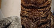 Yumi a rejoint le concours — aidez-le/la à gagner de superbes lots ! bedding, blanket, cat, close_up, cozy, domestic_cat, ears, eyes, feline, fur, indoor, looking_up, muzzle, paws, pet, portrait, sitting, stripes, tabby_cat, whiskers