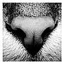 Yumi a rejoint le concours — aidez-le/la à gagner de superbes lots ! animal, animal_feature, black_and_white, cat, close_up, cute, detail, feline, fur, macro, monochrome, muzzle, natural, nose, pet, portrait, snout, soft, texture, whiskers