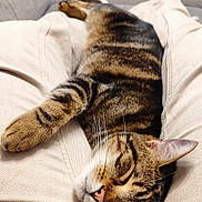 Yumi a rejoint le concours — aidez-le/la à gagner de superbes lots ! beige, cat, christmas_tree, closeup, couch, cozy, furniture, indoor, lap, legs, nap, ornament, pants, pet, pink_nose, relaxed, sleeping, sofa, tabby, whiskers