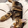 beige, cat, christmas_tree, closeup, couch, cozy, furniture, indoor, lap, legs, nap, ornament, pants, pet, pink_nose, relaxed, sleeping, sofa, tabby, whiskers