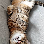 Yumi a rejoint le concours — aidez-le/la à gagner de superbes lots ! animal, cat, comfortable, couch, cute, domestic, ears, feline, fur, gray, indoor, nose, paw, pet, relaxed, resting, sleeping, tabby, upside_down, whiskers