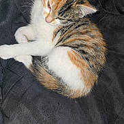 Patches joined the competition — help win amazing prizes! calico_cat, kitten, sleepy, curled_up, fur, pet, animal, whiskers, ears, tail, close_up, resting, cute, indoor, soft_texture, feline, young_cat, domestic_cat, black_background, cozy