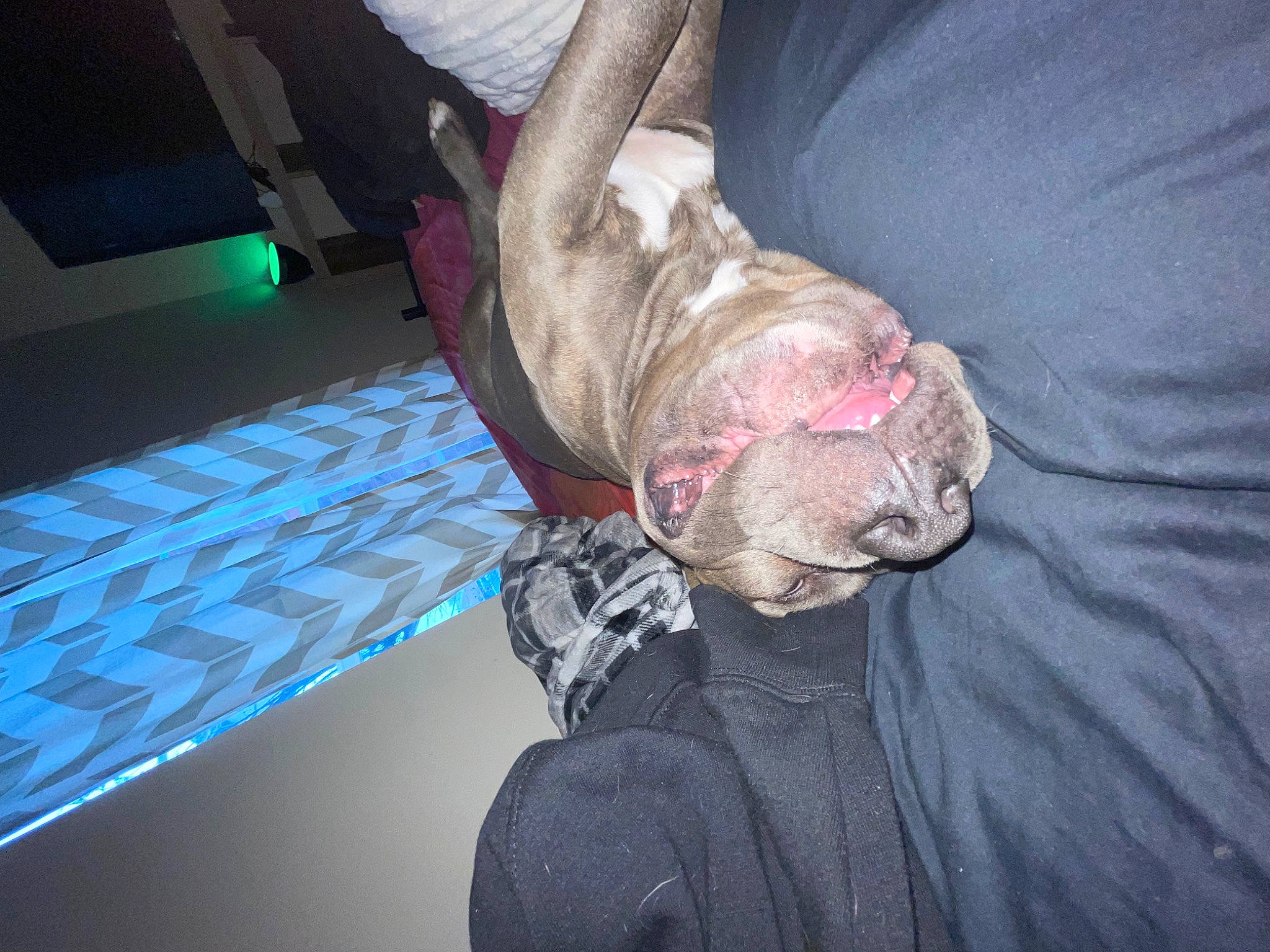 Dee Bo is registered to the contest to win money with this photo: canidae, comfort, elbow, event, fish, flesh, fun, fur, gesture, human_leg, jaw, knee, meat, room, sporting_group, wrinkle, wrist