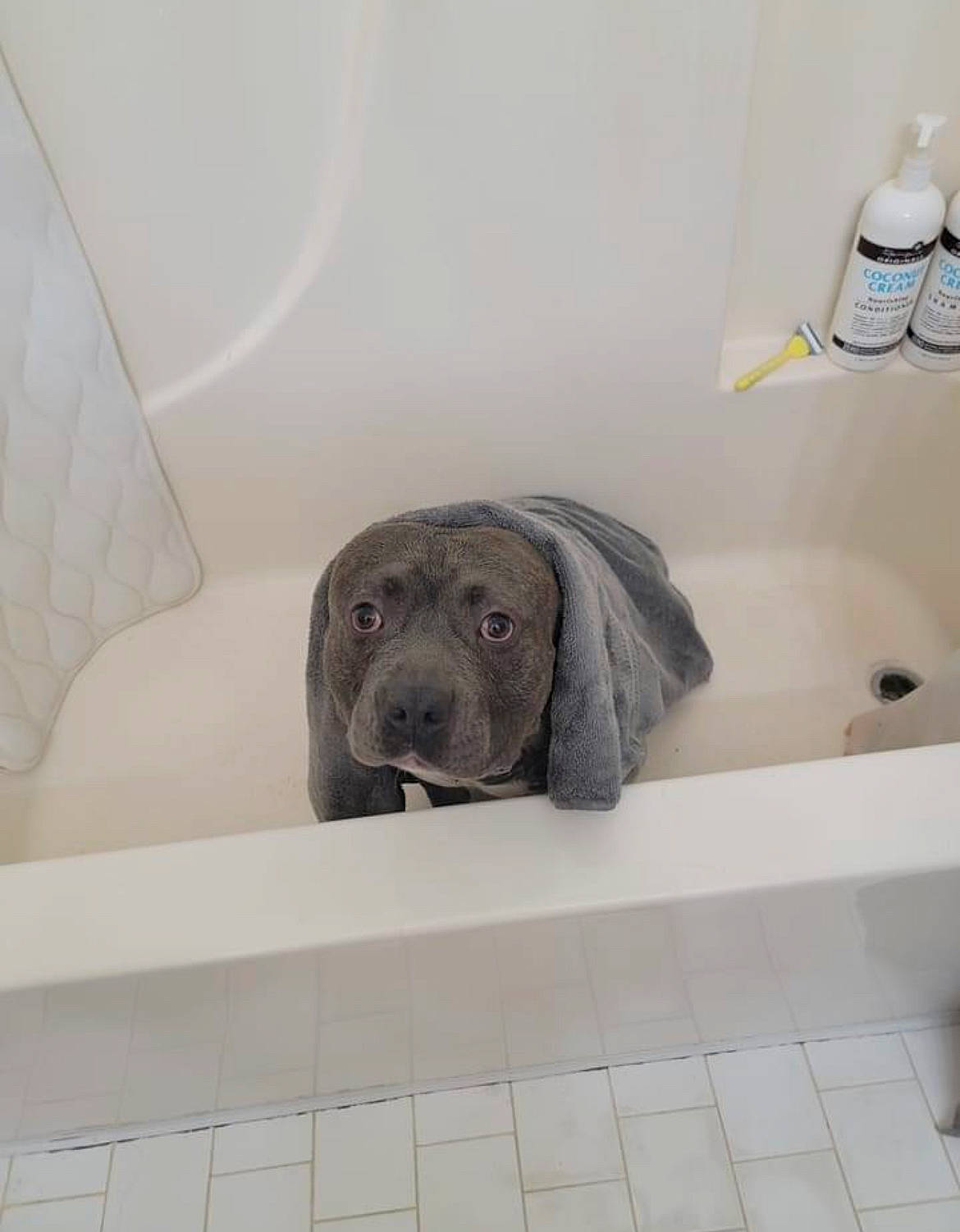 Dee Bo joined the competition — help win amazing prizes! bathroom, canidae, carnivore, companion_dog, dog, dog_breed, floor, flooring, grey, household_supply, liver, plumbing, plumbing_fixture, sculpture, snout, soap_dispenser, sporting_group, tap, terrestrial_animal, working_animal