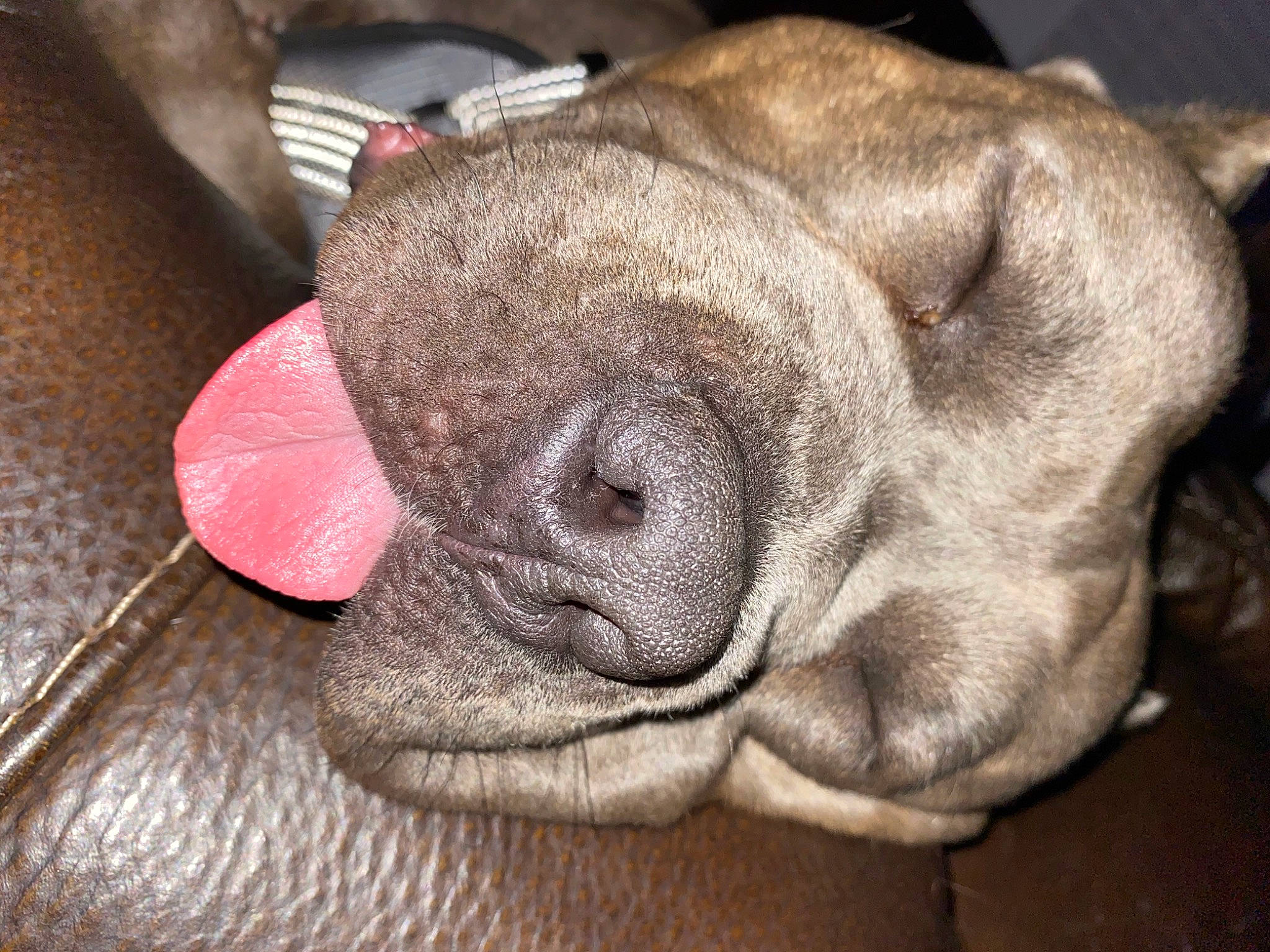 Dee Bo joined the competition — help win amazing prizes! canidae, carnivore, comfort, companion_dog, dog, dog_breed, ear, foot, fur, liver, nail, nap, non_sporting_group, paw, snout, sporting_group, terrestrial_animal, whiskers, working_animal, wrinkle