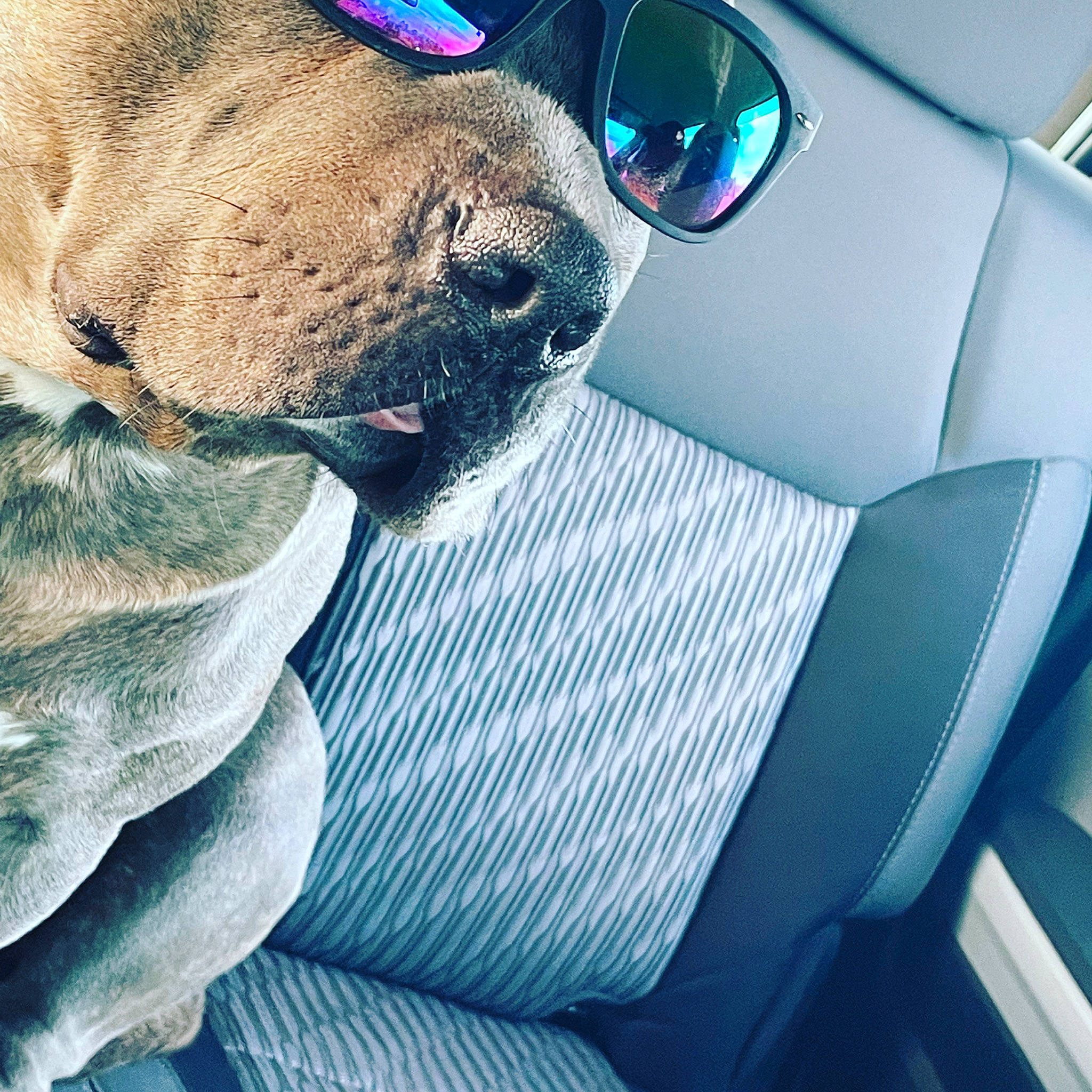 Dee Bo is registered to the contest to win money with this photo: aqua, automotive_lighting, blue, carnivore, collar, companion_dog, dog, dog_breed, dog_collar, electric_blue, eyewear, fawn, goggles, light, liver, motor_vehicle, sunglasses, tints_and_shades, vehicle_door, vision_care