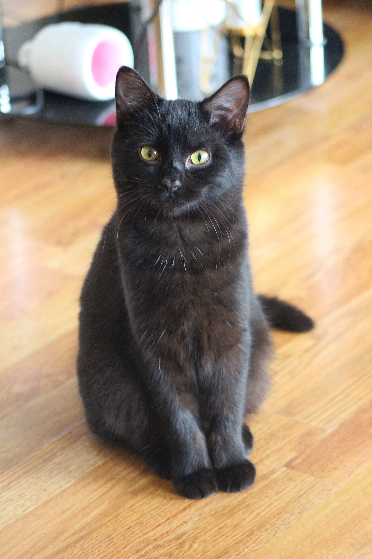 Willow joined the competition — help win amazing prizes! black_cat, bombay, carnivore, cat, claw, domestic_short_haired_cat, felidae, flooring, fur, hardwood, laminate_flooring, paw, small_to_medium_sized_cats, snout, tail, varnish, whiskers, wood, wood_flooring, wood_stain