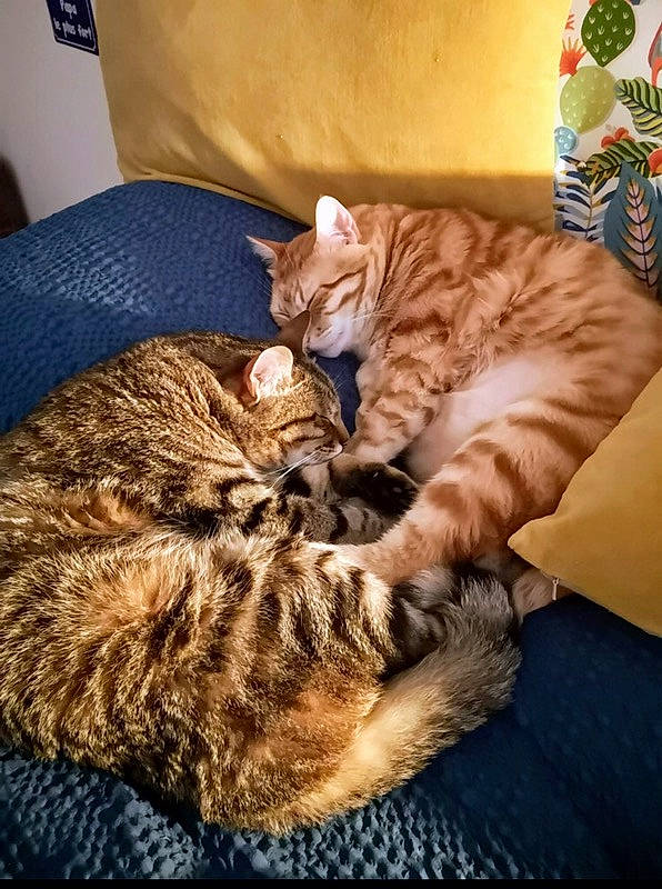 Grisoudou Et Roubidou participe au concours pour gagner de l'argent avec cette photo : bed, carnivore, cat, claw, comfort, domestic_short_haired_cat, fawn, felidae, fur, nap, paw, sleep, small_to_medium_sized_cats, snout, tail, terrestrial_animal, vertebrate, whiskers, wood