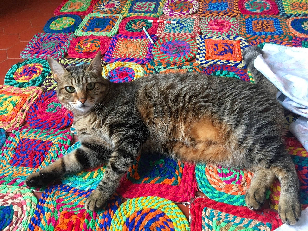 Grisoudou Et Roubidou participe au concours pour gagner de l'argent avec cette photo : carnivore, cat, claw, comfort, domestic_short_haired_cat, felidae, fur, grass, mammal, nap, pattern, paw, small_to_medium_sized_cats, snout, tail, terrestrial_animal, whiskers