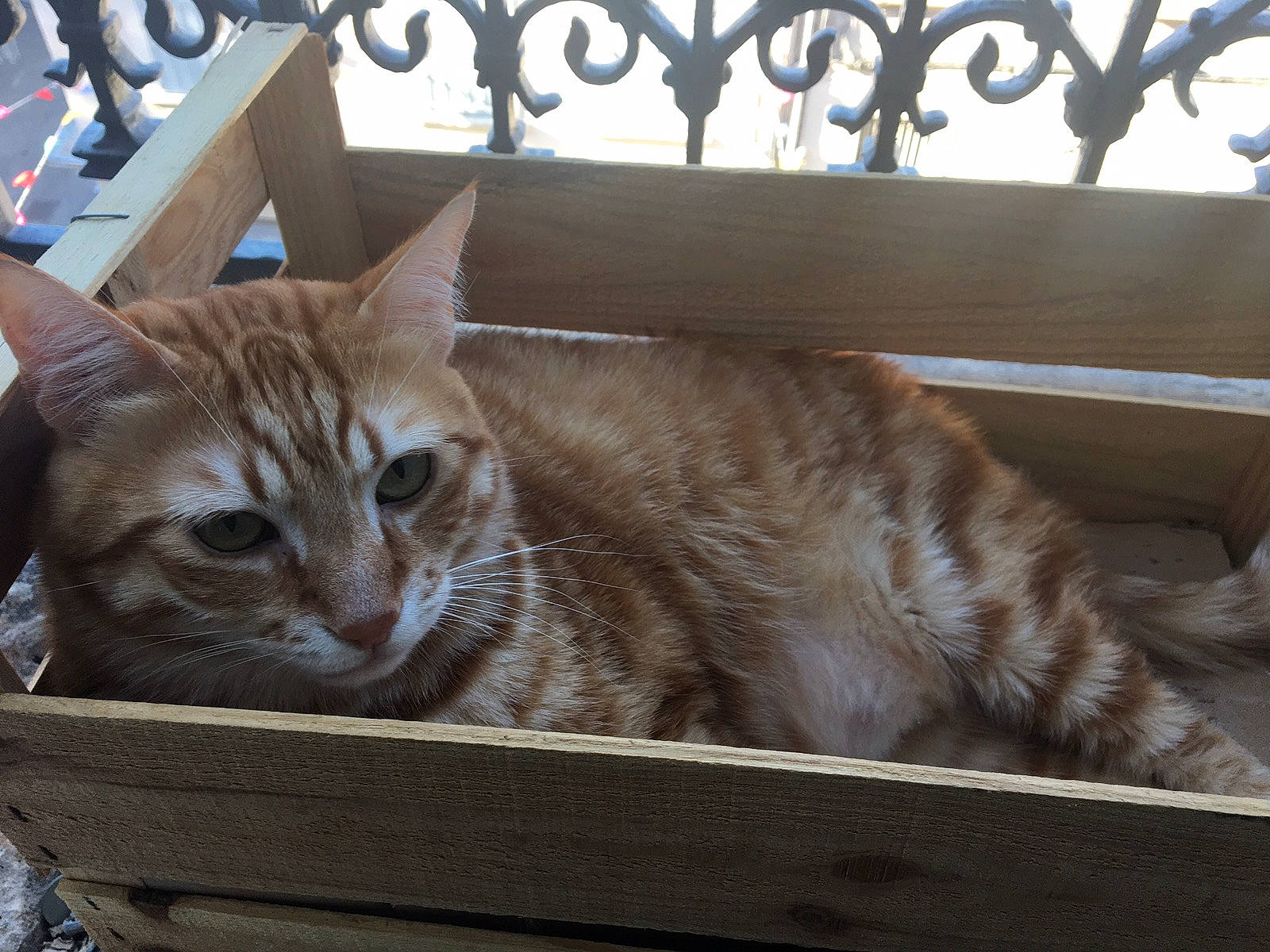 Grisoudou Et Roubidou participe au concours pour gagner de l'argent avec cette photo : box, cardboard, carnivore, cat, cat_supply, comfort, couch, domestic_short_haired_cat, fawn, felidae, fence, fur, pet_supply, shipping_box, sitting, small_to_medium_sized_cats, tail, whiskers, window, wood