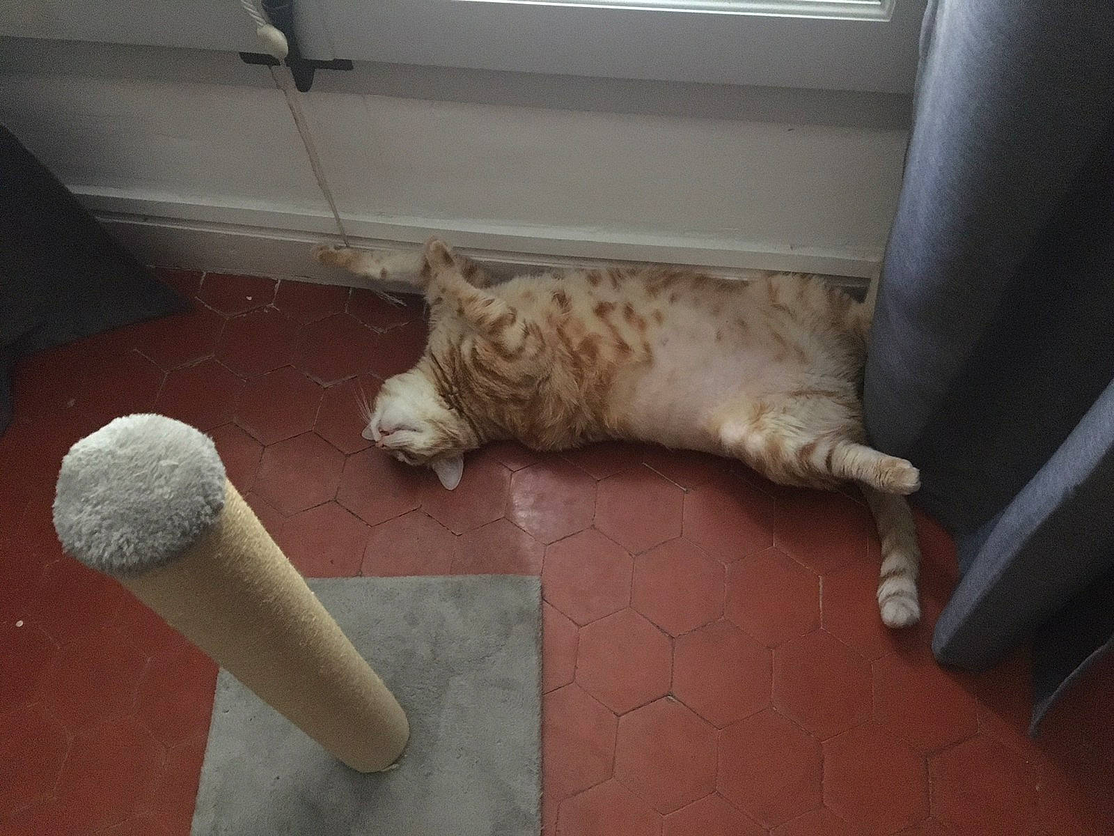 Grisoudou Et Roubidou participe au concours pour gagner de l'argent avec cette photo : brush, carnivore, cat, comfort, dog_breed, domestic_short_haired_cat, fawn, felidae, floor, flooring, fur, hardwood, human_leg, room, small_to_medium_sized_cats, sporting_group, tail, terrestrial_animal, whiskers, wood