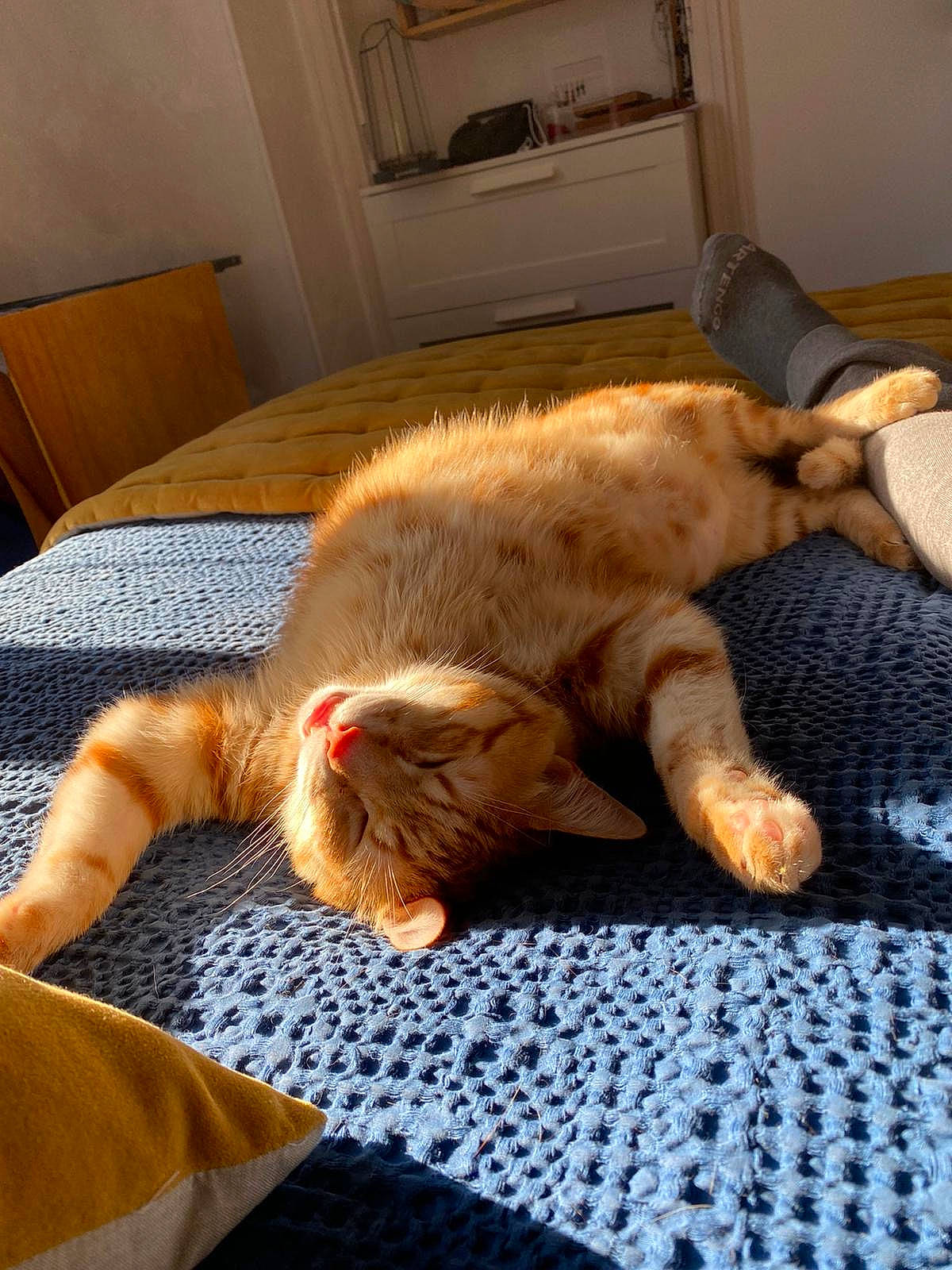 Grisoudou Et Roubidou a rejoint le concours — aidez-le/la à gagner de superbes lots ! carnivore, cat, claw, comfort, domestic_short_haired_cat, fawn, felidae, flooring, fur, lap, linens, paw, picture_frame, room, small_to_medium_sized_cats, snout, tail, textile, whiskers, wood