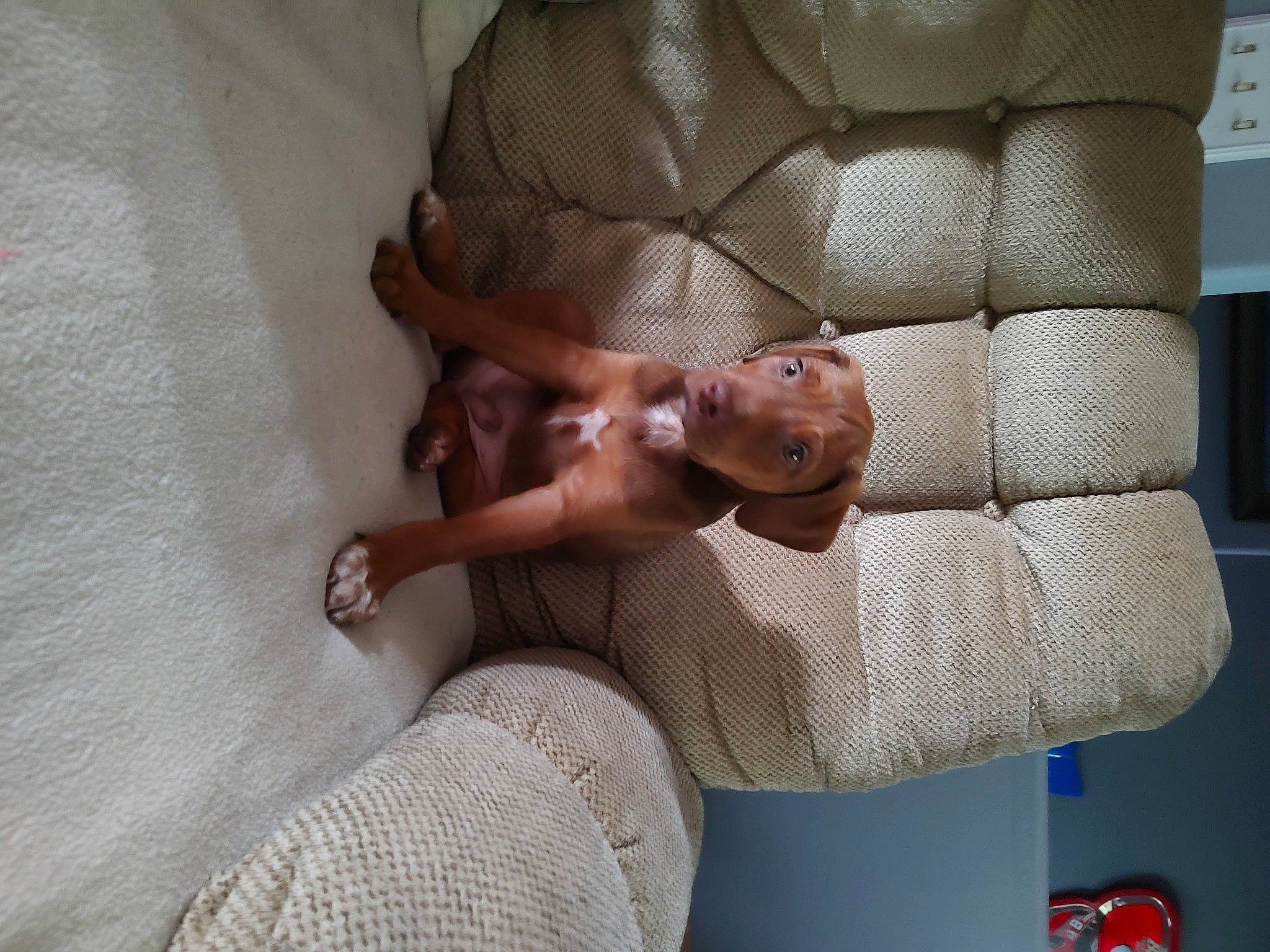 Buddy is registered to the contest to win money with this photo: abdomen, arm, baby, chest, child, comfort, finger, flooring, human_body, human_leg, joint, knee, leg, linens, mouth, muscle, skin, thigh, toddler, trunk