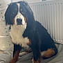 Baya a rejoint le concours — aidez-le/la à gagner de superbes lots ! dog, bernese_mountain_dog, indoor, pet, animal, fur, black_fur, white_fur, brown_fur, blanket, radiator, laundry_basket, floor, sitting, looking, cute, cozy, household, companion, portrait