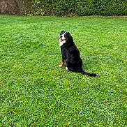 Baya participe au concours pour gagner de l'argent avec cette photo : dog, bernese_mountain_dog, grass, greenery, outdoor, pet, animal, sitting, happy, tongue_out, nature, fur, canine, back_view, smiling, playful, leafy, hedge, daylight, park