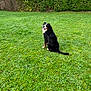 dog, bernese_mountain_dog, grass, greenery, outdoor, pet, animal, sitting, happy, tongue_out, nature, fur, canine, back_view, smiling, playful, leafy, hedge, daylight, park