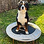 Baya participe au concours pour gagner de l'argent avec cette photo : dog, bernese_mountain_dog, trampoline, outdoor, grass, fence, pet, animal, sunlight, garden, black_fur, brown_fur, white_fur, sitting, looking_at_camera, backyard, daylight, playful, nature, cute