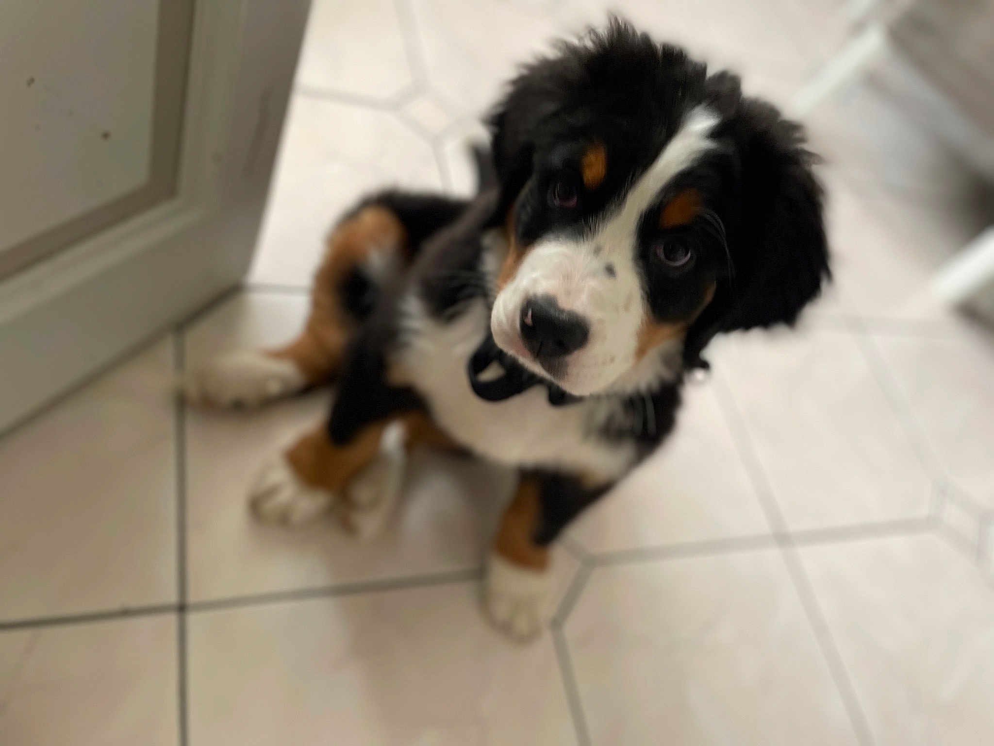 Baya