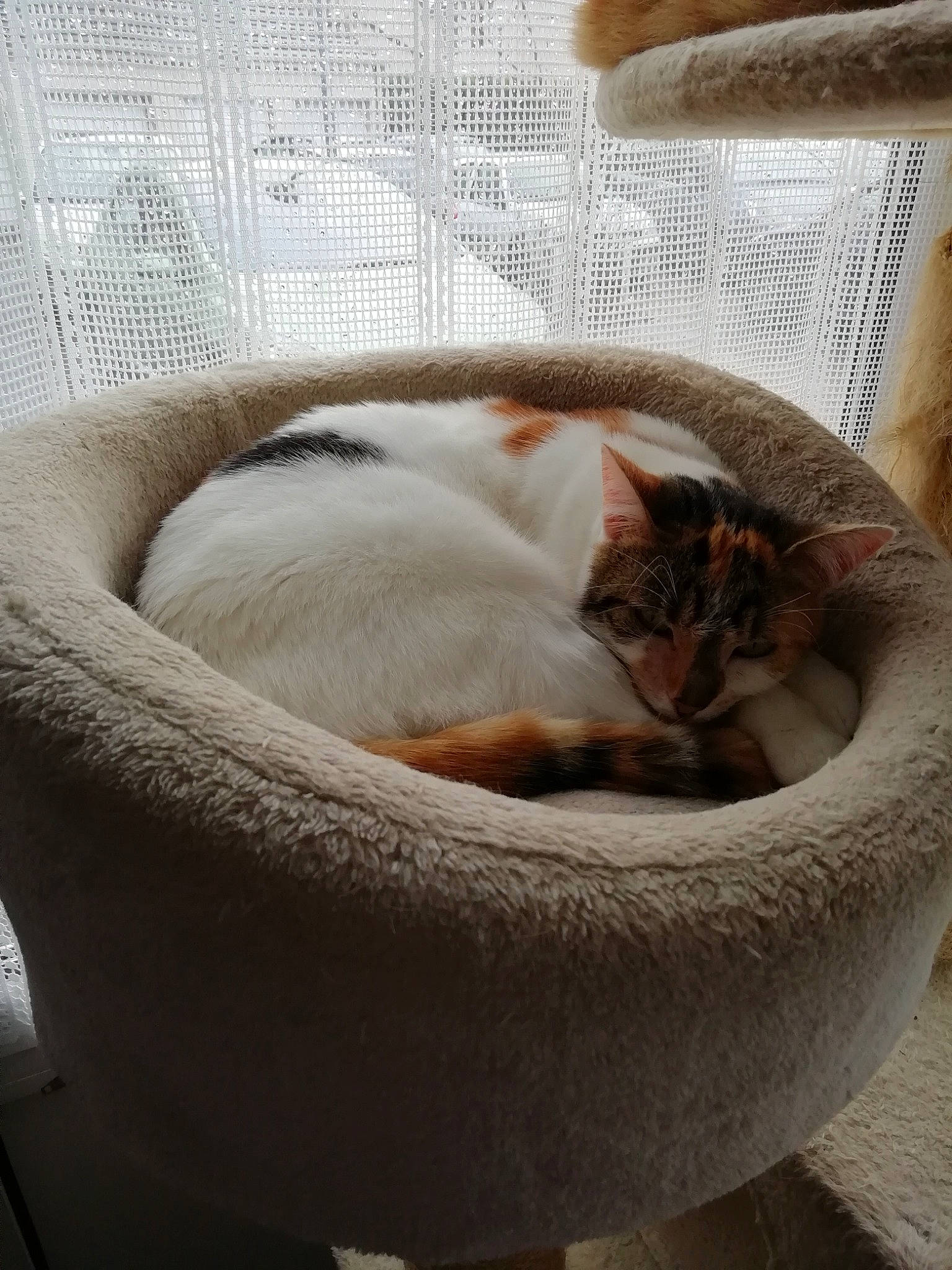 Noisette participe au concours pour gagner de l'argent avec cette photo : carnivore, cat, cat_bed, cat_supply, comfort, domestic_short_haired_cat, fawn, felidae, fur, linens, nap, pet_supply, room, sleep, small_to_medium_sized_cats, tail, terrestrial_animal, whiskers