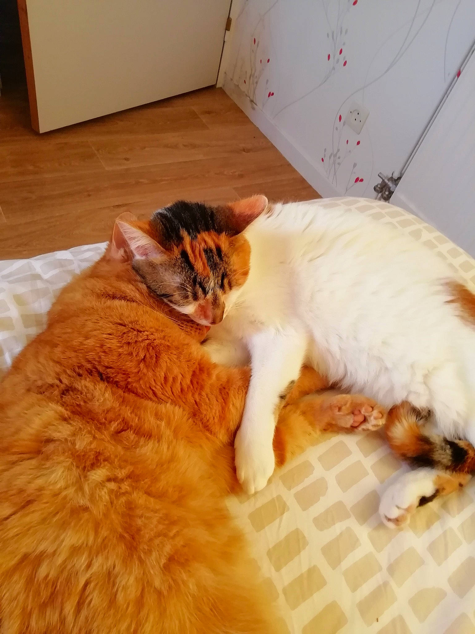 Noisette a rejoint le concours — aidez-le/la à gagner de superbes lots ! carnivore, cat, comfort, companion_dog, dog_breed, eye, fawn, felidae, floor, flooring, hair, hardwood, mammal, paw, small_to_medium_sized_cats, snout, tail, whiskers, window, wood