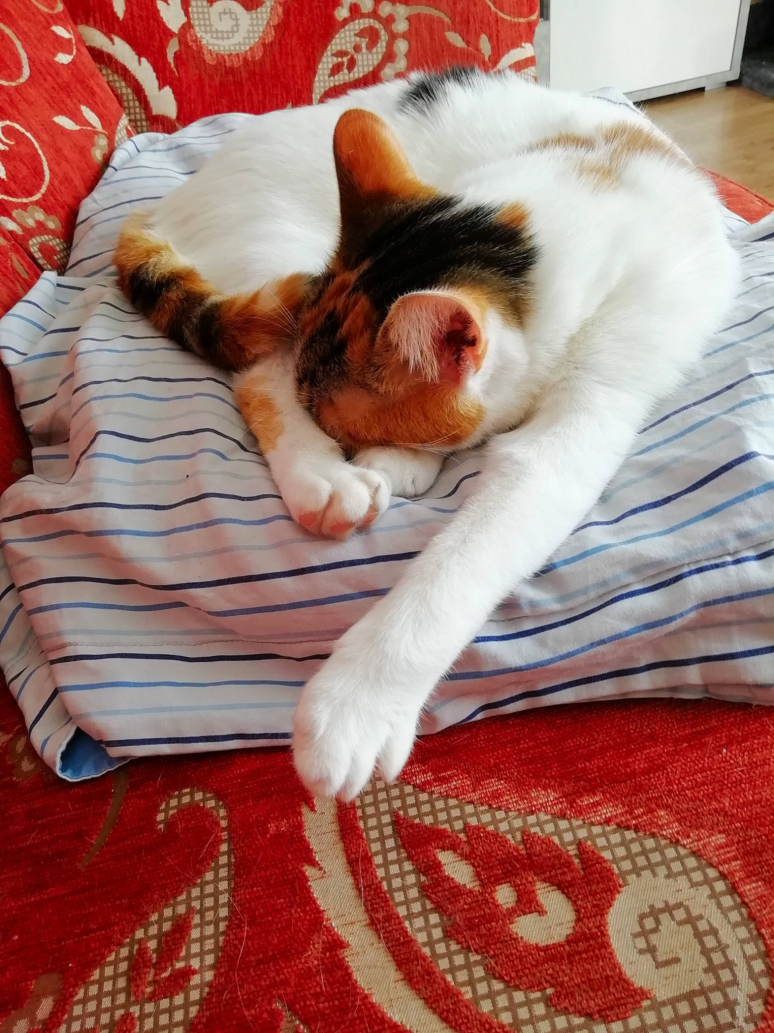 Noisette participe au concours pour gagner de l'argent avec cette photo : bed, bedding, carnivore, cat, claw, comfort, domestic_short_haired_cat, fawn, felidae, fur, human_leg, linens, orange, paw, sitting, small_to_medium_sized_cats, tail, textile, whiskers, wood