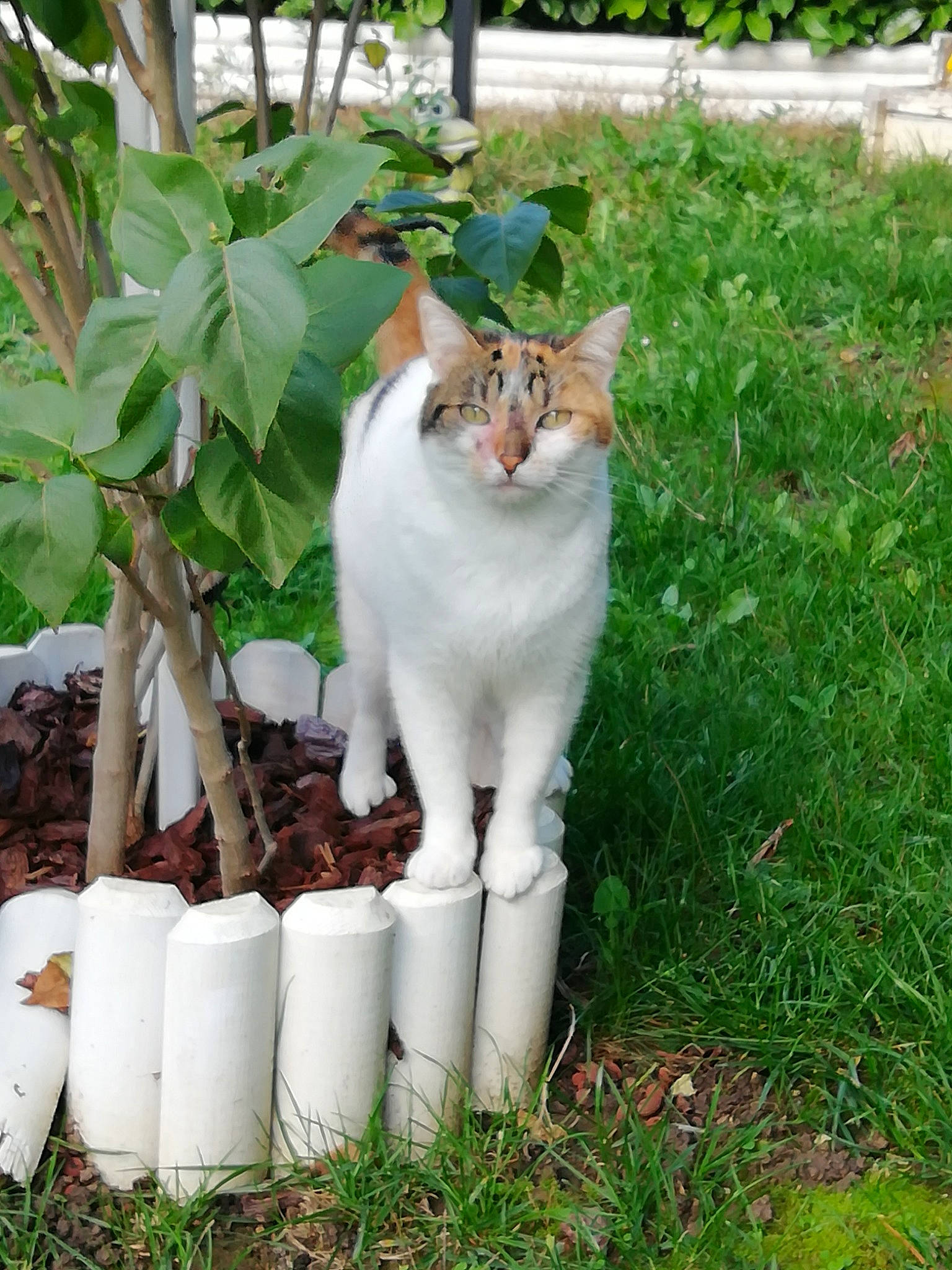 Noisette participe au concours pour gagner de l'argent avec cette photo : botany, carnivore, cat, domestic_short_haired_cat, fawn, felidae, fur, garden, grass, groundcover, herb, plant, shrub, small_to_medium_sized_cats, snout, tail, tree, whiskers, wildlife, yard
