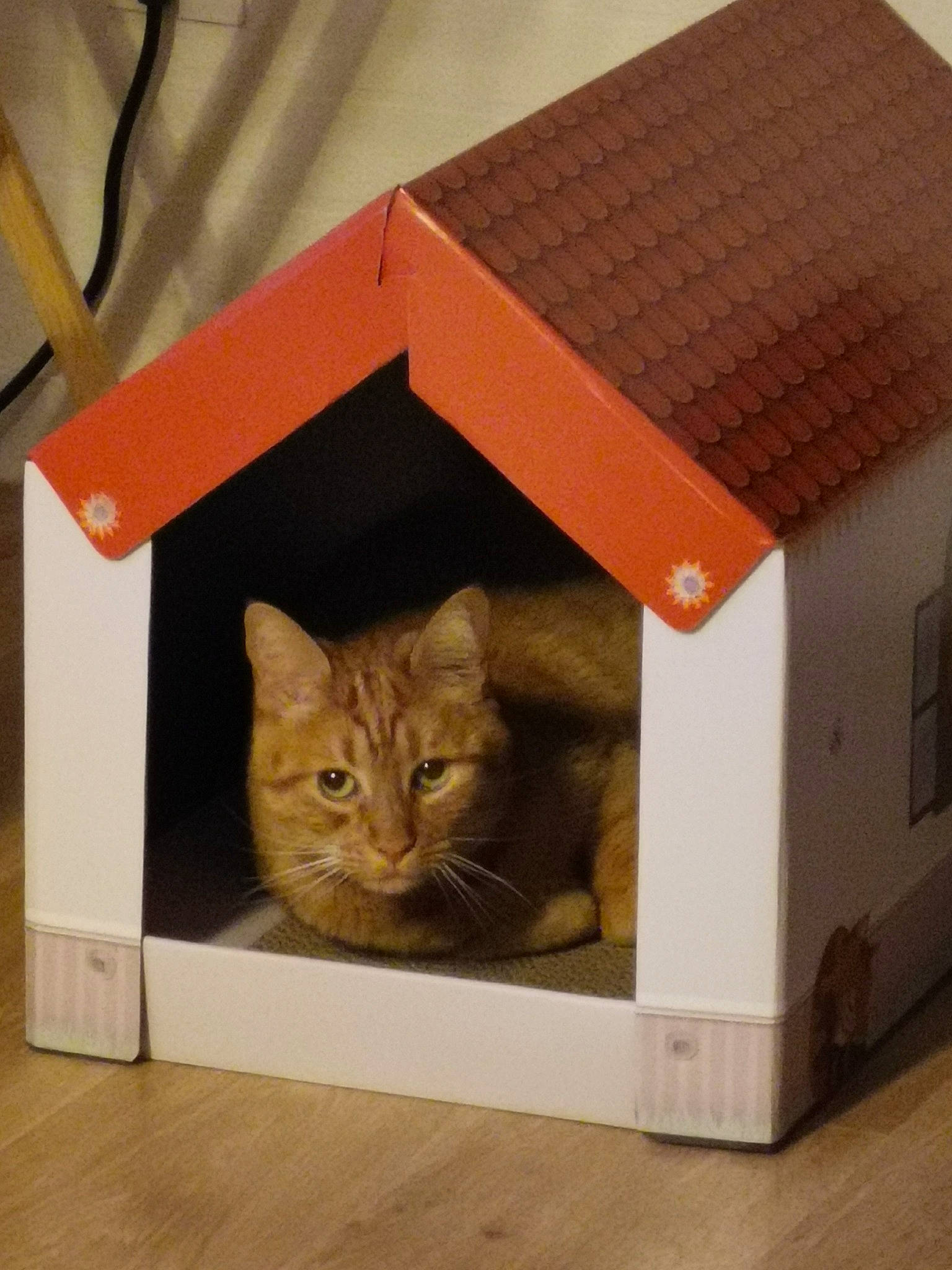 Vanille participe au concours pour gagner de l'argent avec cette photo : box, cardboard, carnivore, cat, cat_supply, domestic_short_haired_cat, fawn, felidae, hardwood, packaging_and_labeling, pet_supply, plant, plywood, shelf, shipping_box, small_to_medium_sized_cats, tail, whiskers, wood, wood_stain