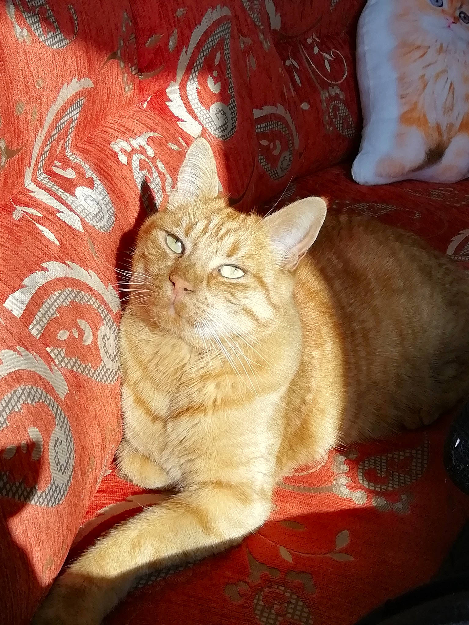 Vanille participe au concours pour gagner de l'argent avec cette photo : art, carnivore, cat, cat_supply, claw, domestic_short_haired_cat, fawn, felidae, fur, paw, photo_caption, sitting, small_to_medium_sized_cats, snout, tail, terrestrial_animal, visual_arts, whiskers, wildlife, window