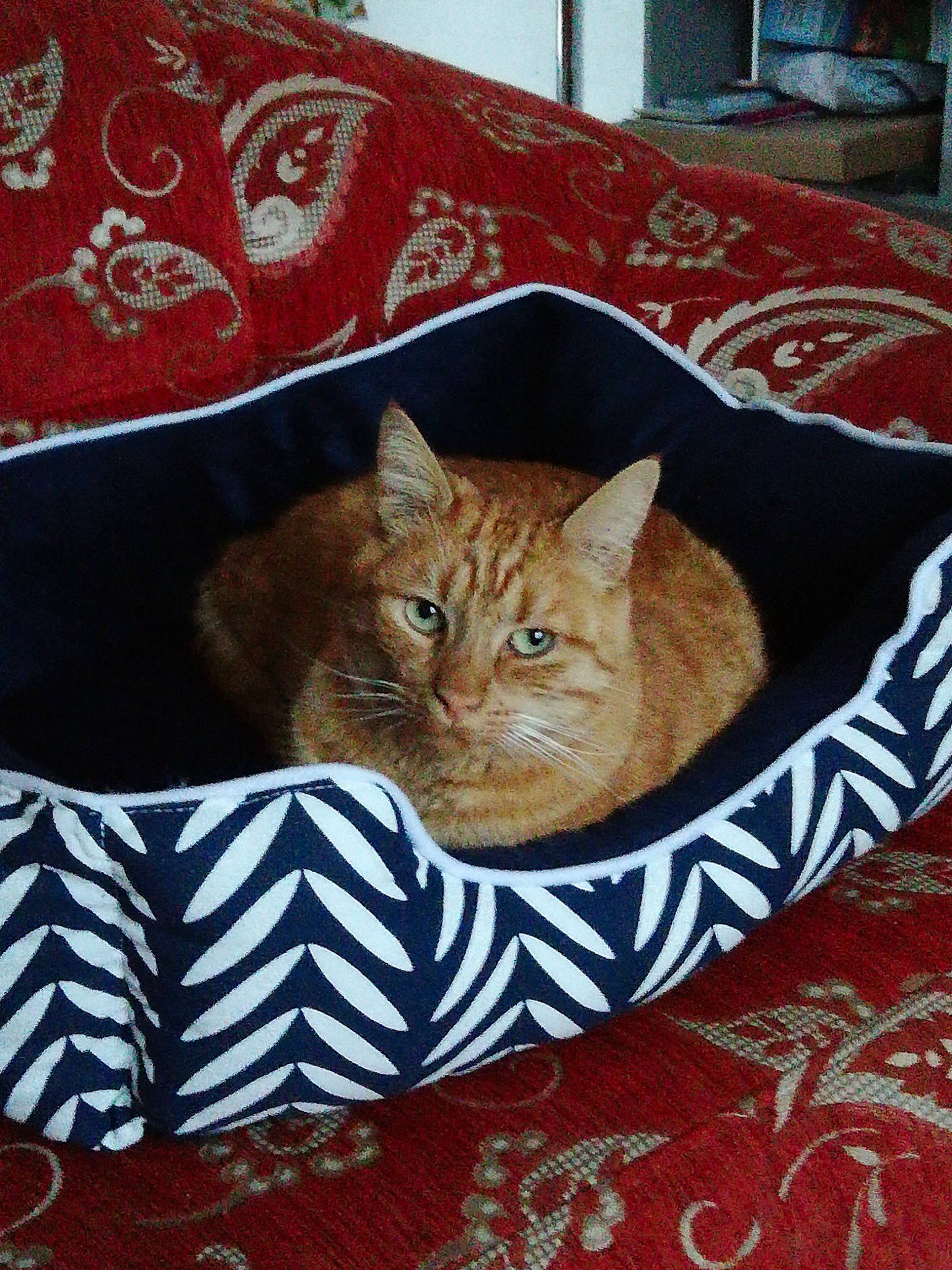 Vanille a rejoint le concours — aidez-le/la à gagner de superbes lots ! bedding, box, brown, carnivore, cat, comfort, domestic_short_haired_cat, fawn, felidae, flooring, fur, linens, paper_product, pattern, small_to_medium_sized_cats, tail, textile, tree, whiskers, wood