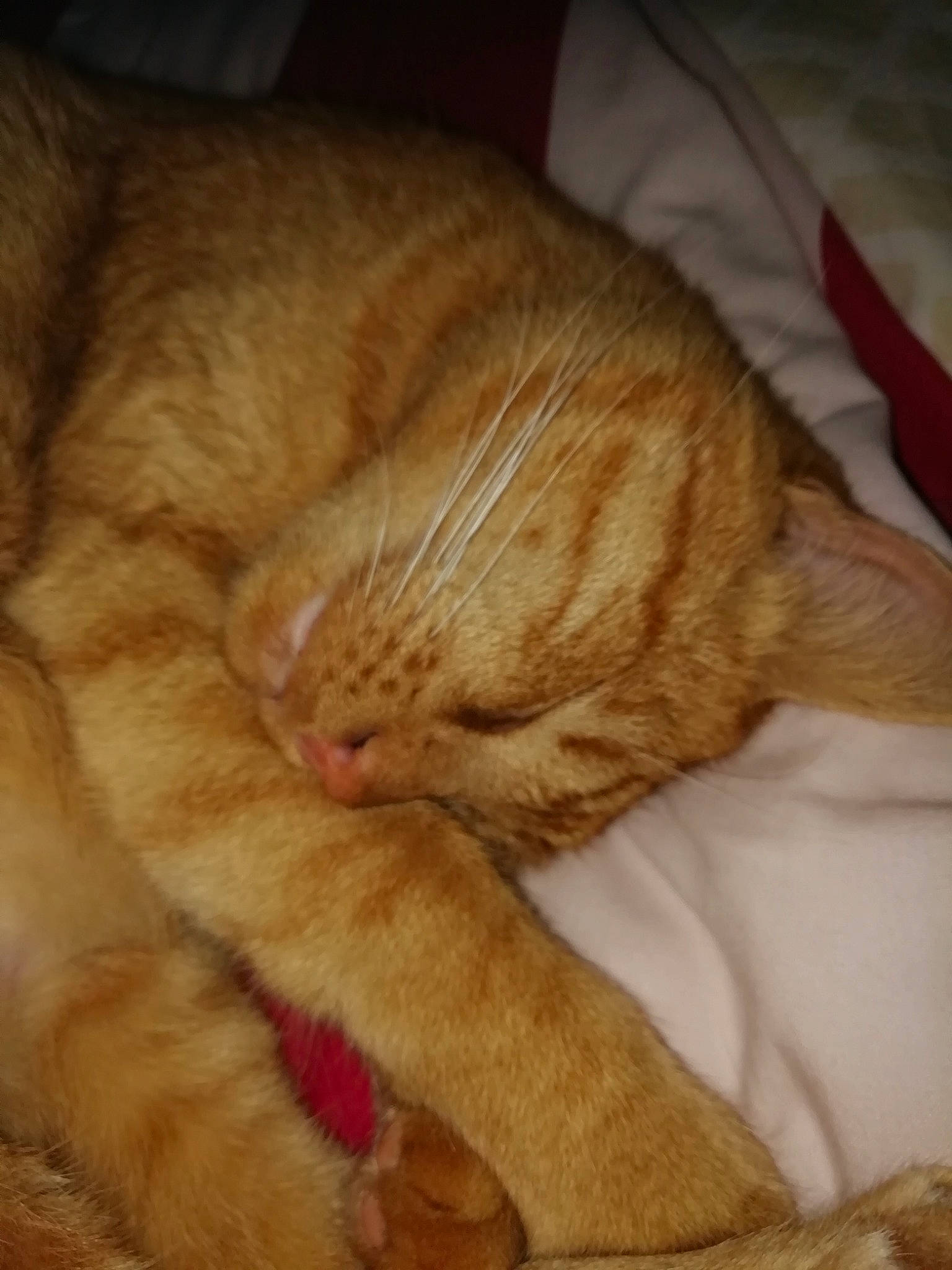 Vanille participe au concours pour gagner de l'argent avec cette photo : carnivore, cat, claw, close_up, comfort, domestic_short_haired_cat, ear, eye, fawn, felidae, foot, fur, linens, nap, paw, small_to_medium_sized_cats, snout, tail, whiskers, wood