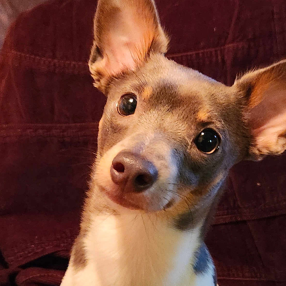 Little Jack