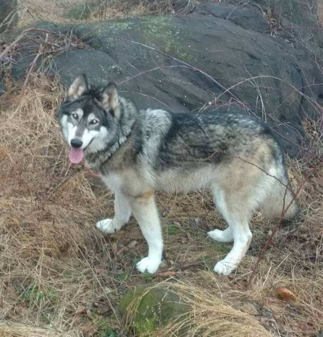 Luna Girl joined the competition — help win amazing prizes! ancient_dog_breeds, canidae, canis, canis_lupus_tundrarum, carnivore, dog, dog_breed, fur, grass, plant, sled_dog, snout, sporting_group, sulimov_dog, tail, terrestrial_animal, wolf, working_animal, working_dog