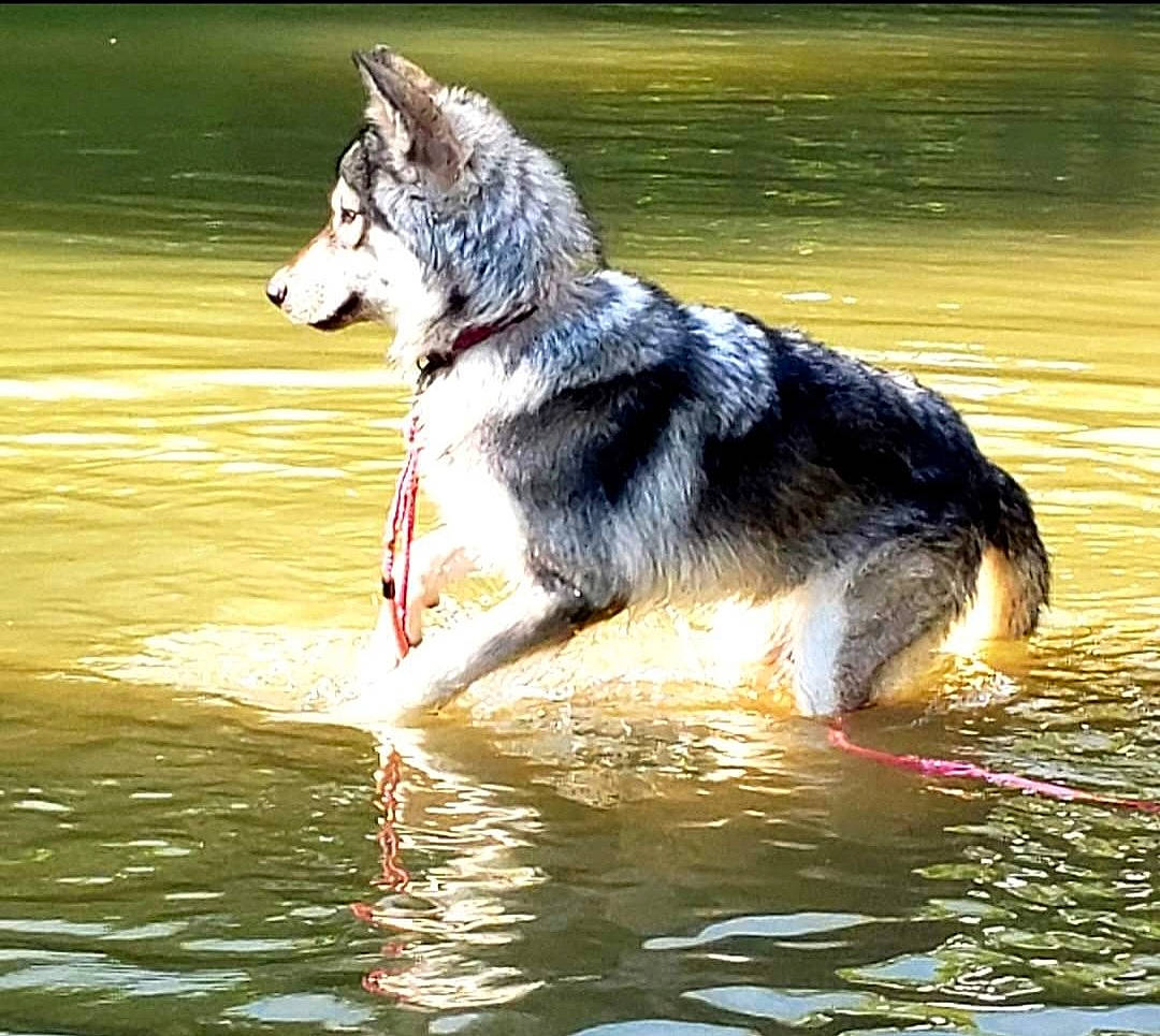 Luna Girl joined the competition — help win amazing prizes! ancient_dog_breeds, canidae, canis, carnivore, companion_dog, dog, dog_breed, herding_dog, lake, liquid, reflection, sporting_group, tail, water, working_animal, working_dog