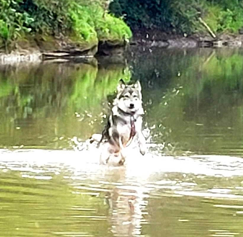 Luna Girl joined the competition — help win amazing prizes! bank, carnivore, companion_dog, dog, dog_breed, fluvial_landforms_of_streams, grass, lacustrine_plain, lake, natural_landscape, nature_reserve, plant, pond, reservoir, sled_dog, water, watercourse, wetland, wildlife, working_animal