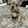 puppy, dog, french_bulldog, collar, name_tag, indoor, carpet, rug, sitting, ears, cute, pet, closeup, paws, floor, sofa, toy_in_background, young, portrait, adorable