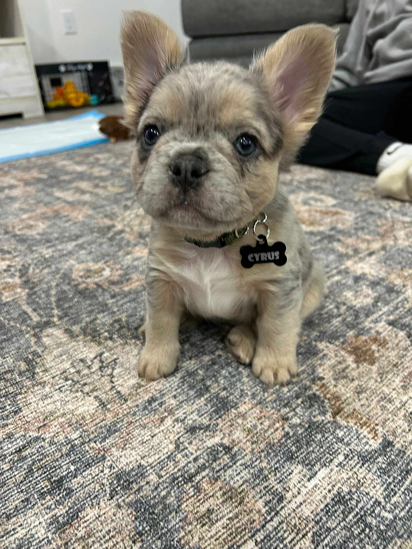 Cyrus is registered to the contest to win money with this photo: puppy, dog, french_bulldog, collar, name_tag, indoor, carpet, rug, sitting, ears, cute, pet, closeup, paws, floor, sofa, toy_in_background, young, portrait, adorable