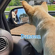 Duncan joined the competition — help win amazing prizes! animal, canine, car, curious, dashboard, daylight, dog, ear, fur, greenery, looking, name_text, outdoor, pet, reflection, road, side_mirror, snout, vehicle_interior, window