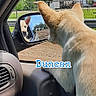animal, canine, car, curious, dashboard, daylight, dog, ear, fur, greenery, looking, name_text, outdoor, pet, reflection, road, side_mirror, snout, vehicle_interior, window