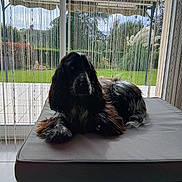 Viktor participe au concours pour gagner de l'argent avec cette photo : animal, black_and_white, cozy, curtains, cushion, daylight, dog, fur, garden, greenery, home, indoor, laying, long_hair, natural_light, ottoman, pet, relaxed, wicker, window