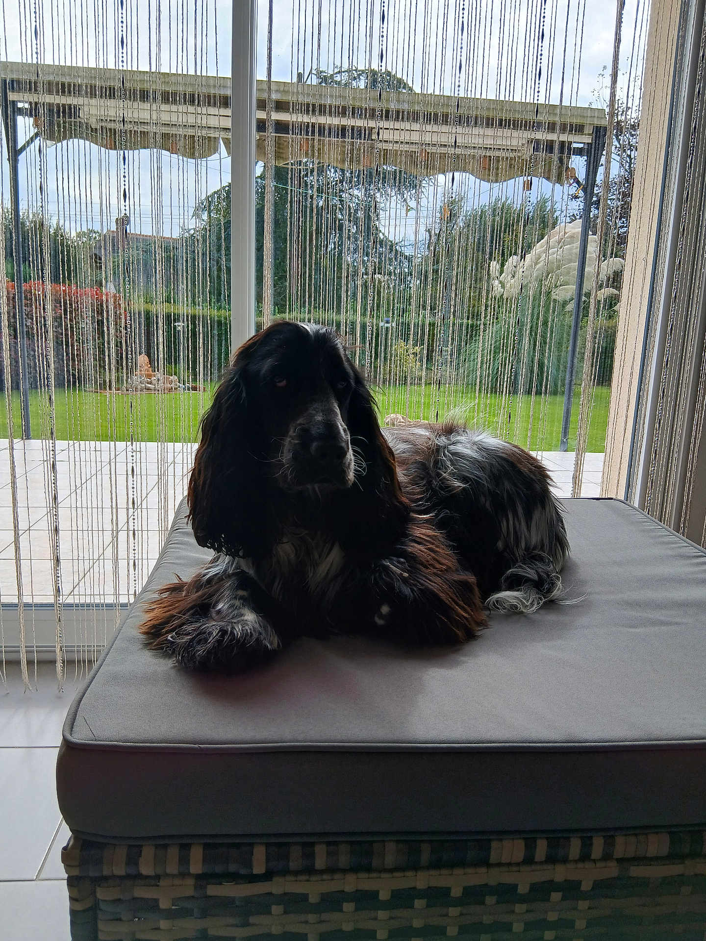 Viktor participe au concours pour gagner de l'argent avec cette photo : animal, black_and_white, cozy, curtains, cushion, daylight, dog, fur, garden, greenery, home, indoor, laying, long_hair, natural_light, ottoman, pet, relaxed, wicker, window