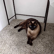 Pixie is registered to the contest to win money with this photo: cat, siamese_cat, pet, animal, blue_eyes, indoors, carpet, floor, table, furniture, lounging, sitting, lying_down, crossed_paws, dark_fur, cream_fur, pointed_ears, whiskers, portrait, home