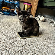 Jean is registered to the contest to win money with this photo: animal, bag, carpet, cat, cozy, curious, cute, domestic, feline, floor, furniture, home, indoor, kitten, pet, shoes, small, smartphone, tortoiseshell, young