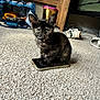 animal, bag, carpet, cat, cozy, curious, cute, domestic, feline, floor, furniture, home, indoor, kitten, pet, shoes, small, smartphone, tortoiseshell, young