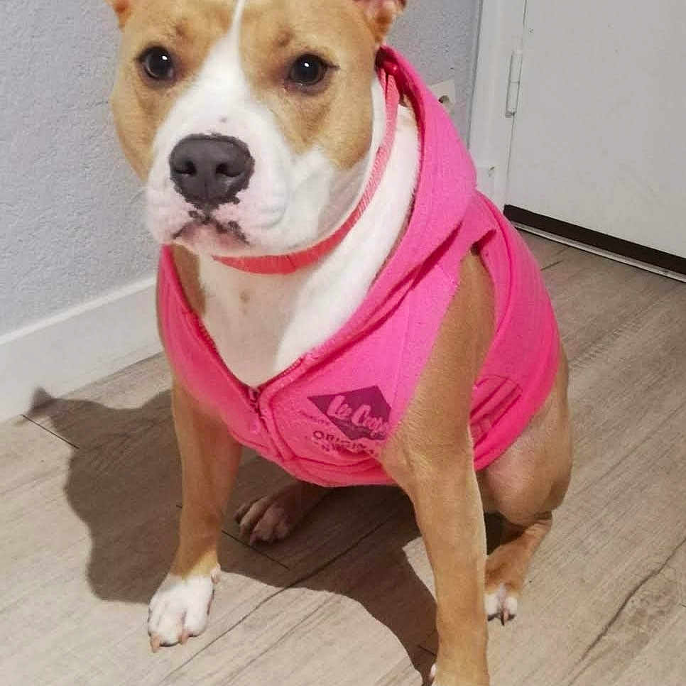 Kiska participe au concours pour gagner de l'argent avec cette photo : animal, brown, canine, clothing, cute, dog, domestic, ears, face, floor, hoodie, indoor, looking, paw, pet, portrait, sitting, wall, white, wooden_floor