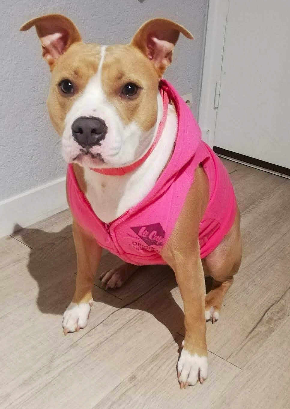 Kiska participe au concours pour gagner de l'argent avec cette photo : dog, animal, pet, hoodie, clothing, brown, white, sitting, floor, indoor, ears, face, cute, canine, portrait, looking, domestic, paw, wooden_floor, wall