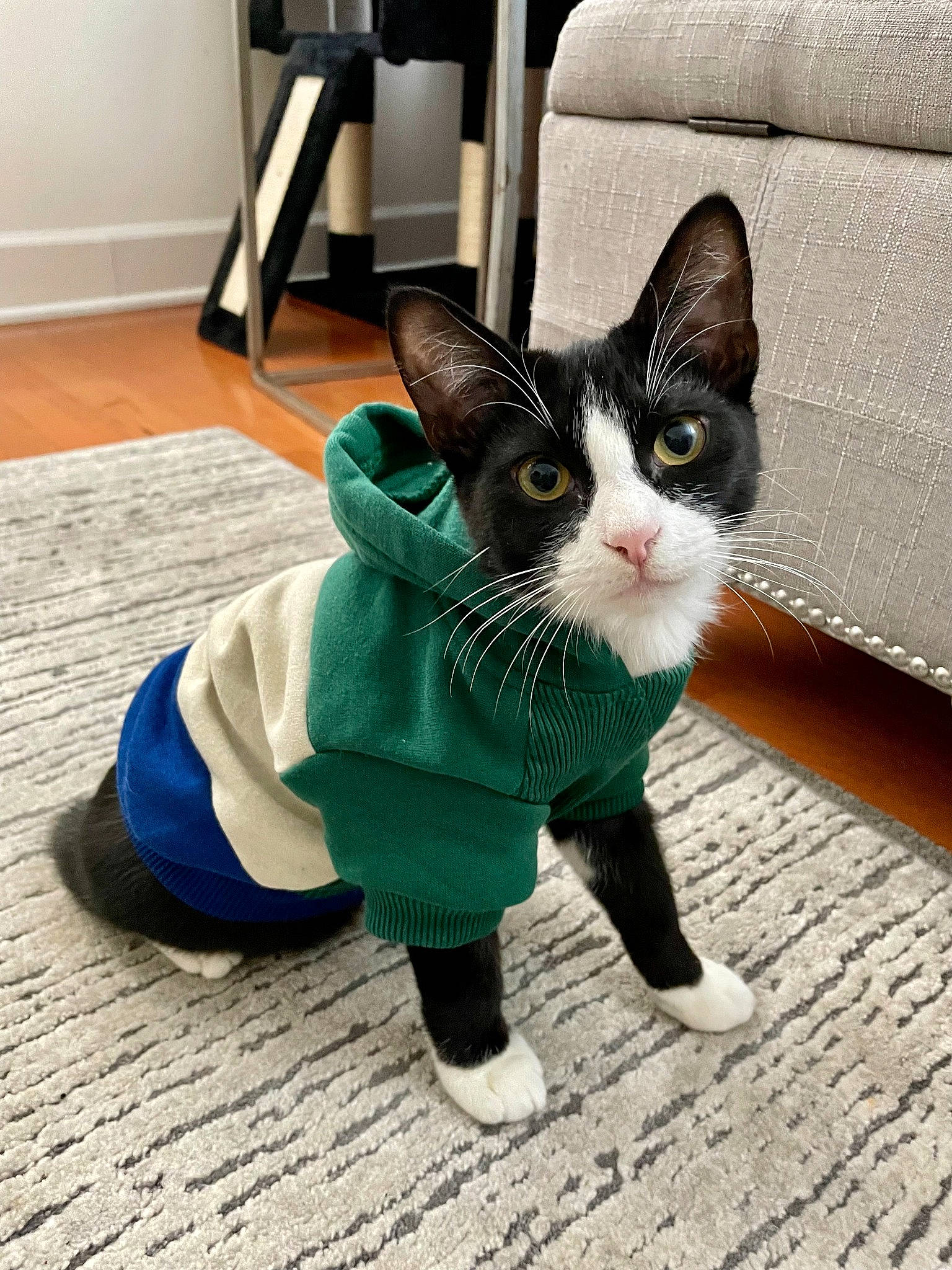 Homie is registered to the contest to win money with this photo: carnivore, cat, claw, domestic_short_haired_cat, felidae, flooring, foot, fur, grey, human_leg, lamp, mammal, paw, sitting, small_to_medium_sized_cats, snout, tail, whiskers, window, wood