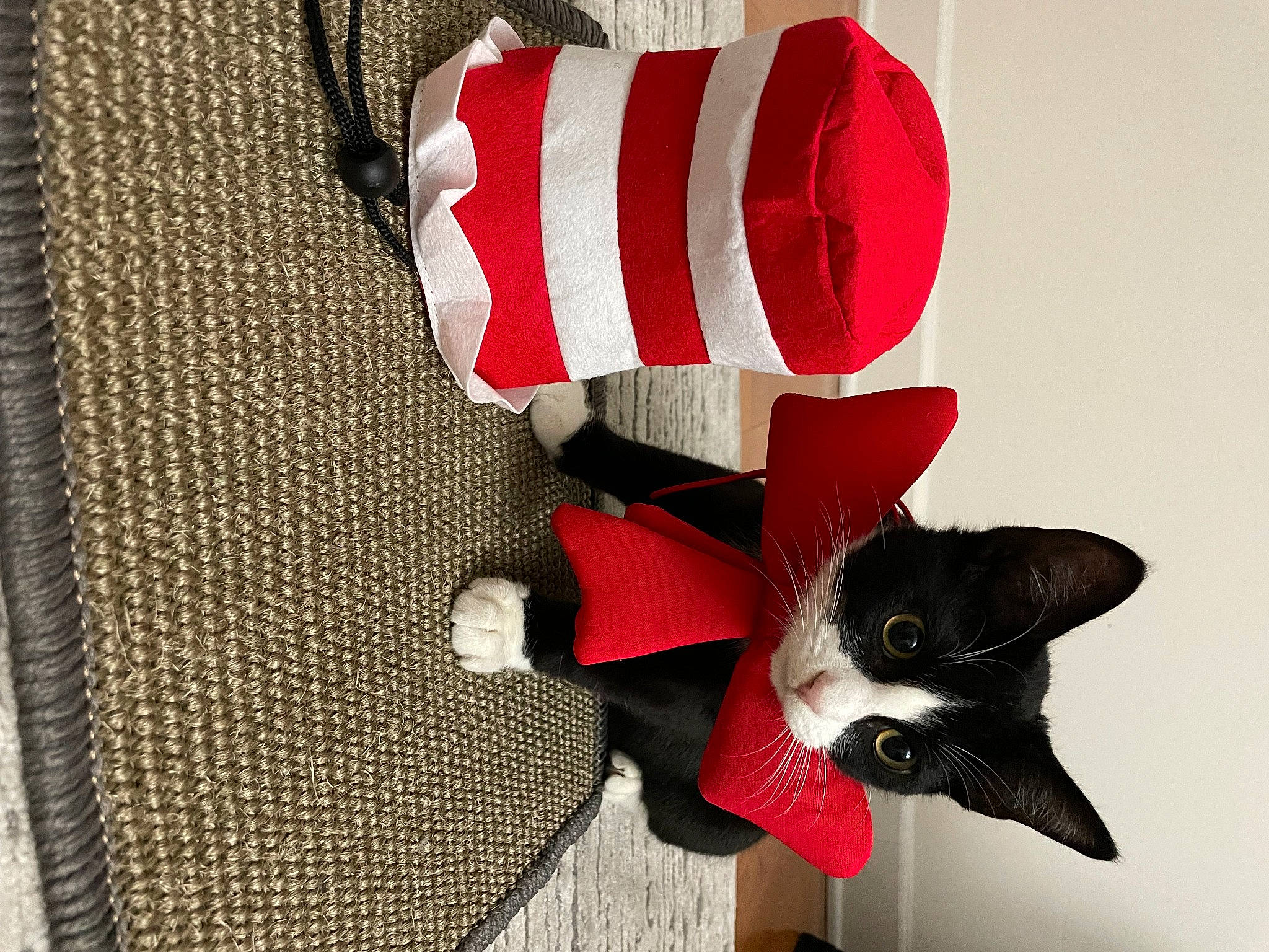 Homie is registered to the contest to win money with this photo: boot, carmine, carnivore, cat, chair, christmas_decoration, christmas_ornament, christmas_stocking, domestic_short_haired_cat, fashion_accessory, felidae, flag_of_the_united_states, fur, human_leg, linens, material_property, pattern, petal, plant, tree