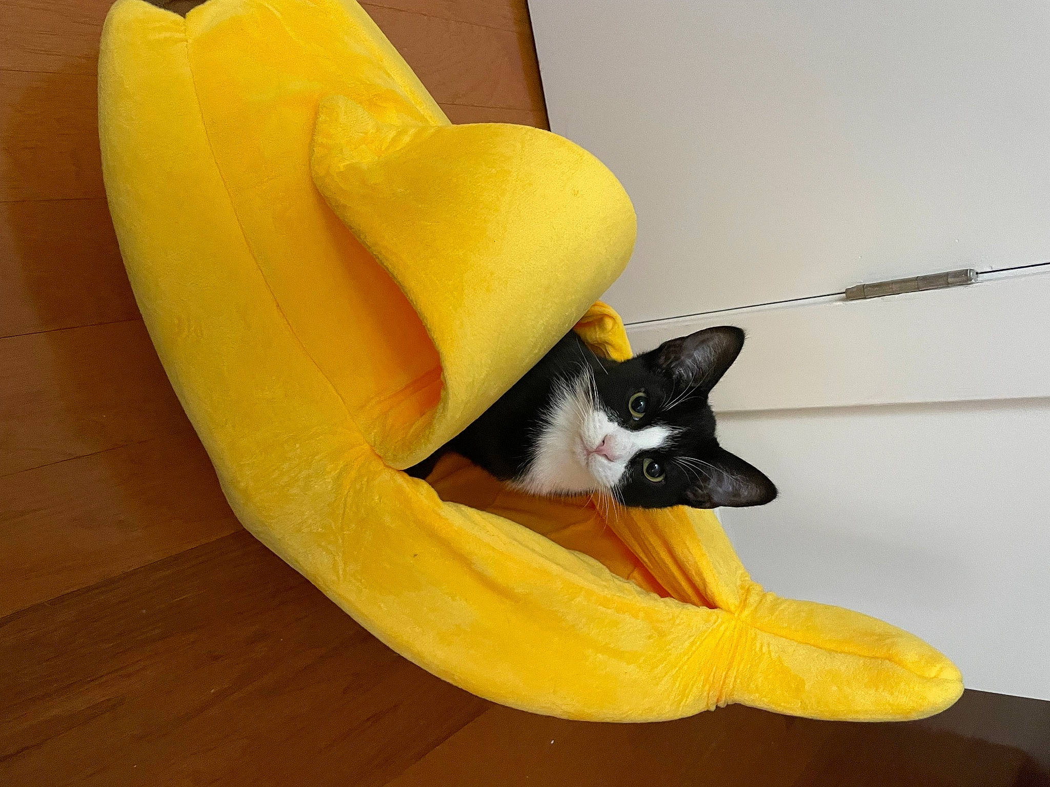 Homie is registered to the contest to win money with this photo: banana_family, carnivore, cat, comfort, fawn, felidae, floor, flooring, glove, hardwood, human_body, laminate_flooring, leg, petal, plant, small_to_medium_sized_cats, tail, whiskers, wood, wood_flooring