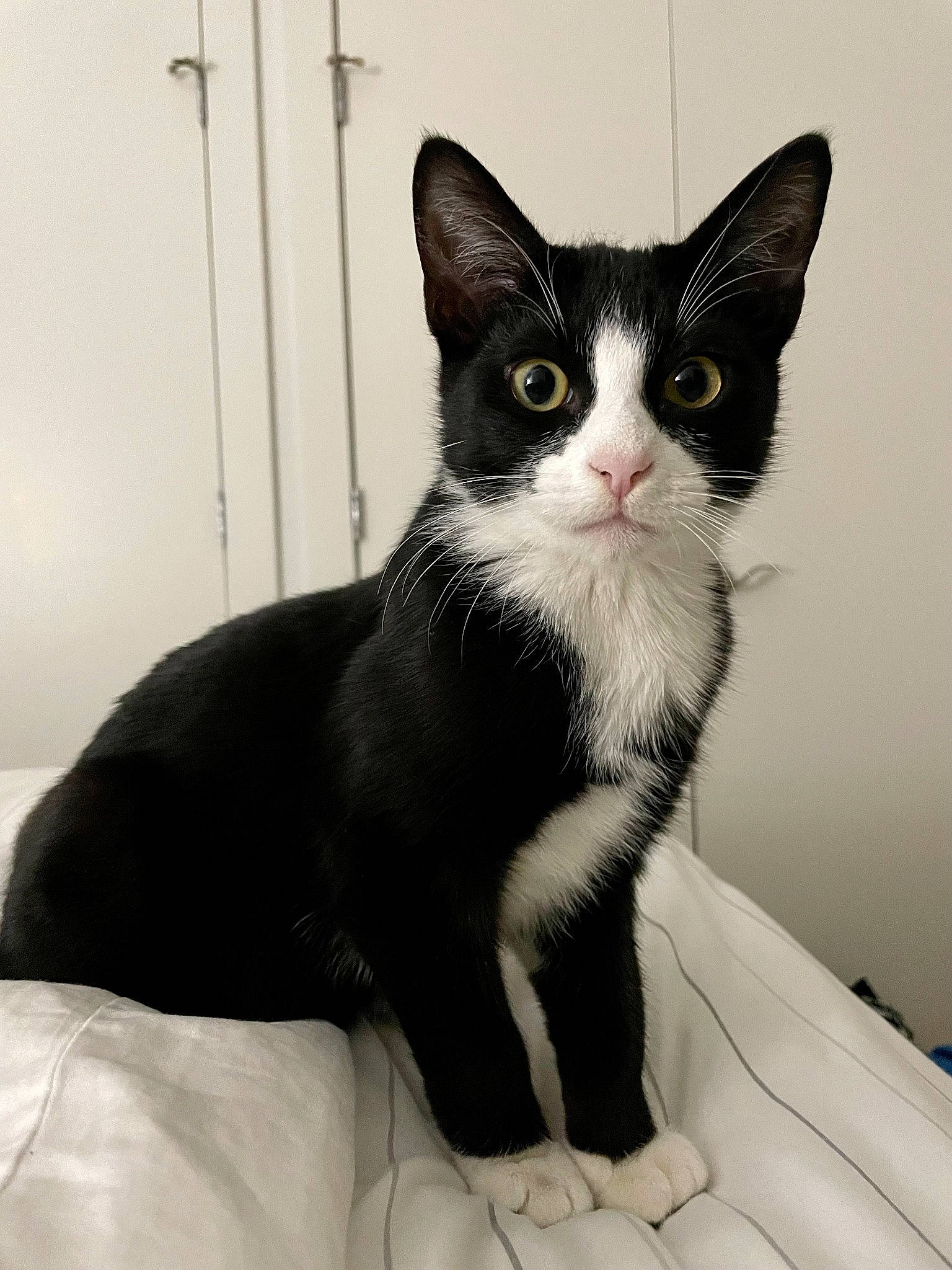 Homie is registered to the contest to win money with this photo: black_cat, carnivore, cat, comfort, domestic_short_haired_cat, felidae, fur, grey, monochrome, monochrome_photography, paw, sitting, small_to_medium_sized_cats, snout, stairs, tail, whiskers, window